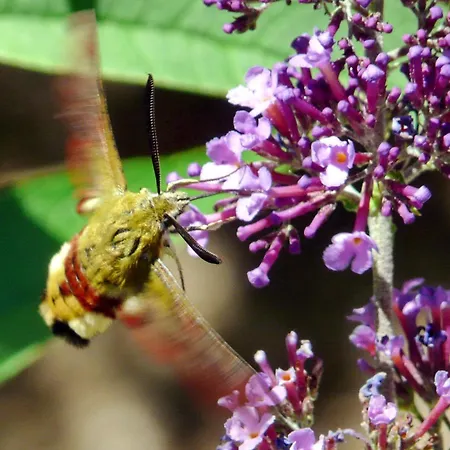 Castel De - Le Griffon Cantobre