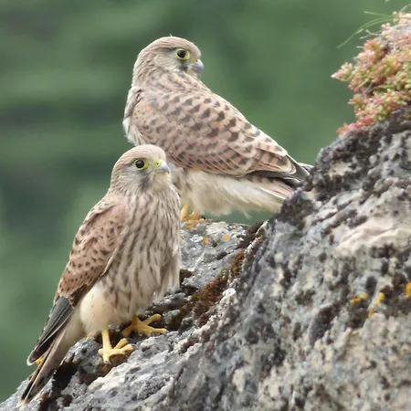 Castel De - Le Griffon Cantobre