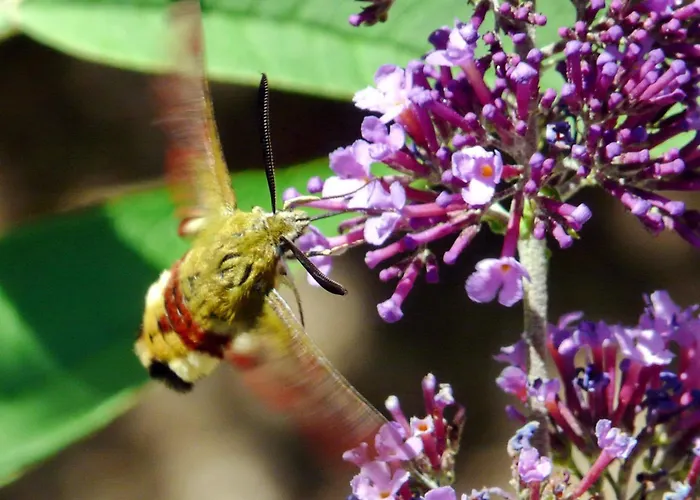 Castel De - Le Griffon Cantobre