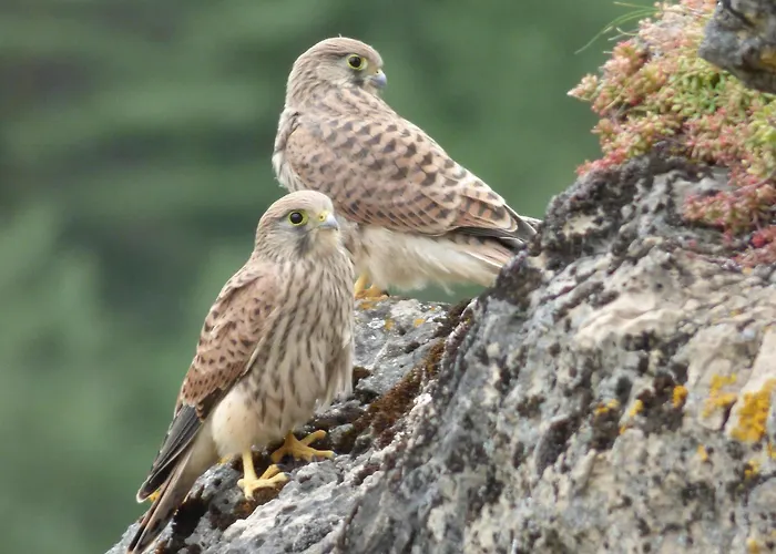 Castel De - Le Griffon Cantobre